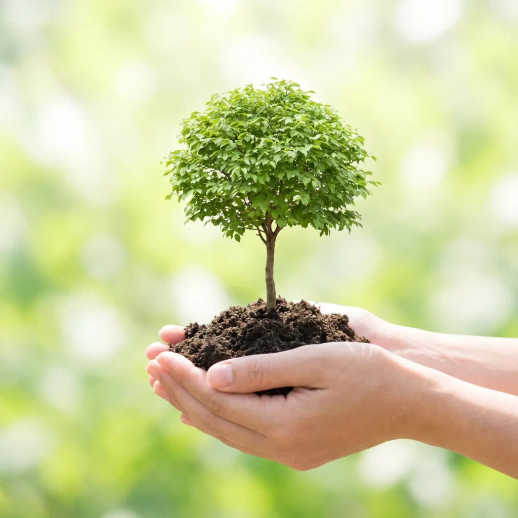 Hände halten einen jungen Baum mit Erde